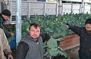 Bafra Sebze ve Meyve Halinde Fiyatlar Arttı