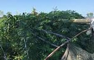 Bafra'da 190 Kök Esrar Yakalandı