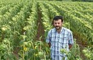 BAFRA’DA AYÇİÇEĞİ EKİMİ HER GEÇEN GÜN ARTIYOR