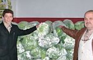 BAFRA’DA BEYAZ LAHANA İLGİ GÖRÜYOR