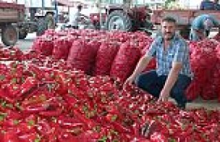 BAFRA’DA KAPYA BİBER SEZONU AÇILDI