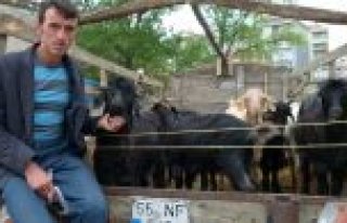 BAFRA’DA KURBAN TAŞIMA MANZARALARI