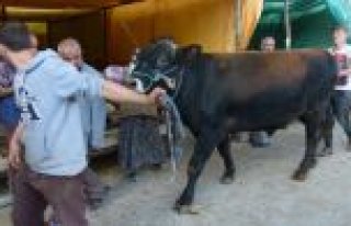 Bafra’da Kurbanlık Satışları Başladı