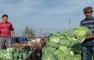 Bafra'da Lahana Fiyatları Düştü