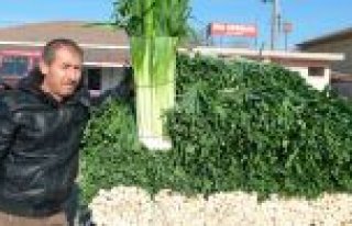 Bafra’da Pırasa Üreticisi Dertli