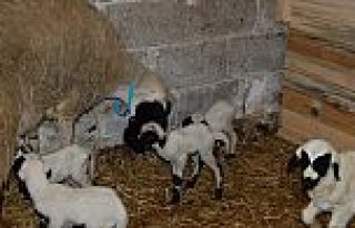 Bafra’da, Sakız koyun beşiz doğurdu