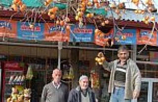 Bafra’da Trabzon Hurması İlgi Görüyor