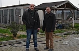 Bafra'da Zehirlenen Sokak Hayvanları