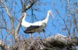 BAHARIN MÜJDESİ LEYLEKLER GELDİ