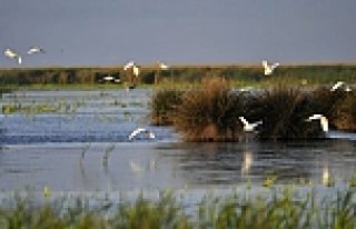 Biyolojik zenginlik alanı: Kızılırmak Deltası