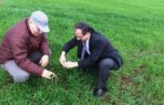 Buğday Tarımında Yabancı Ot Mücadelesi