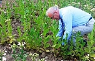 BÜYÜKŞEHİR’DEN ÇİFTÇİLERE ÜRÜN PAZARI...