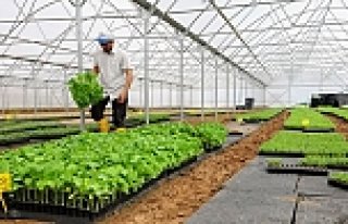 BÜYÜKŞEHİRDEN SEBZE ÜRETİCİLERİNE BÜYÜK...