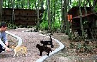 BÜYÜKŞEHİR’DEN SOKAK KEDİLERİ İÇİN 5 YILDIZLI...