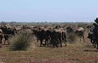 Delta’da Manda Salınım Festivali Gerçekleşti