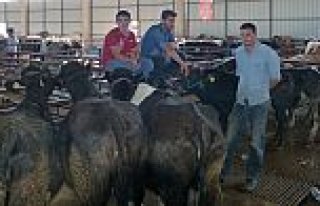 Fiyatları Yükselse De Satışlar Arttı