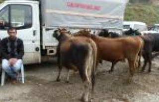 HAYVAN PAZARINDA ‘KURBAN’ HAREKETLİLİĞİ