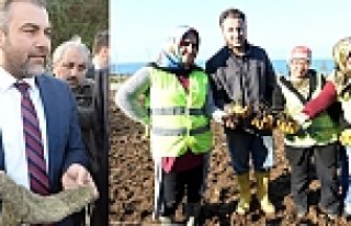 Isırgan, Karadeniz'de Ekonomiye Kazandırılacak