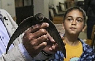 Kastamonu'da Ebabil Kuşu Bulundu