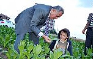 KAYMAKAM HALİS ARSLAN,' TARLADA ÇALIŞAN VATANDAŞLARLA...