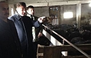 KAYMAKAM TÜRKEL'den MANDA ÇİFTLİĞİNDE İNCELEME