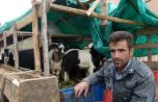 Keçilerin Kurbanlık Satış Fiyatı 500 ile 700...