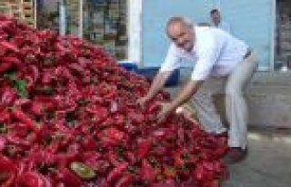 Kırmızı Biber Sebzelerin Lokomotifi Oldu