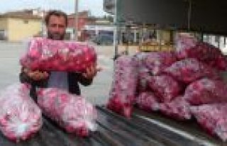 Kırmızı Turp Şifa Kaynağı