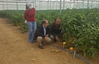 Kış şartlarına dayanıklı biber tohumu üretimi