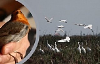 Kızılırmak Deltası'nda Kuş Varlığı Artıyor