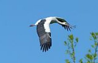 LEYLEKLERİN TERCİHİ BAFRA, ALAÇAM VE 19 MAYIS...