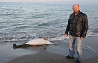 Samsun'da ölü yunus karaya vurdu