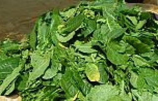 Samsun’da Tütün Üretimi Azaldı