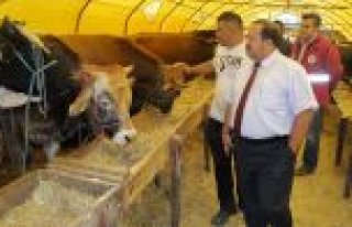 TARIM İL MÜDÜRLÜĞÜ KURBAN PAZARLARINI DENETLEDİ