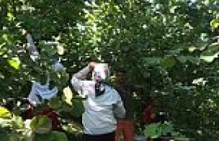 TÜCCARDAN FINDIK ÜRETİCİSİNE BUBİ TUZAĞI