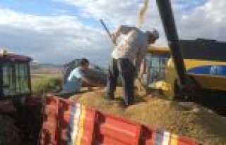 YAZ SICAKLIĞI ÇELTİK ÜRETİMİNİ VURDU