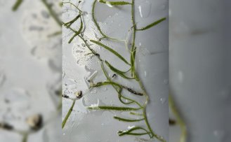 Denizlerdeki ısınma katil yosunun yayılma riskini artırıyor