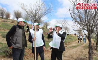 Artova'da 540 çam fidanı dikildi