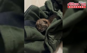 Bolu'da yalnız bulunan vaşak yavrusu koruma altına alındı