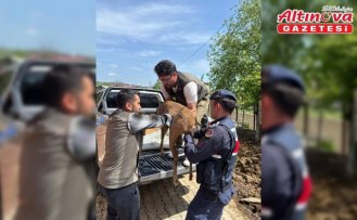 Samsun'da yaralı karaca tedavi altına alındı