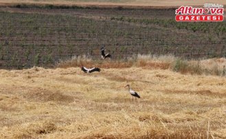 Pazar ilçesinde arpa hasadı başladı