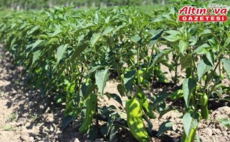 Pazar ilçesinde sebze üretim alanları incelendi