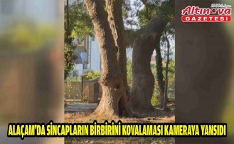 Alaçam'da sincapların birbirini kovalaması kameraya yansıdı