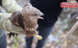 Bayburt'ta bulunan yaralı şahin tedavi altına alındı