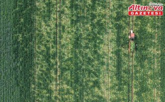 Bafra Ovası'nda karnabahar hasadı başladı