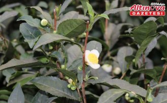 ÇAYMER, bu yıl 50 kilogram çiçek çayı üretti