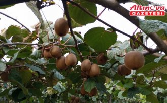 Samsun'da kivi hasat şenliği düzenlendi
