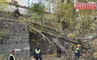 Samsun'da rüzgarda devrilen ağaç iki araca zarar verdi