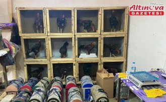 Samsun'da horoz dövüştüren 91 kişiye 1 milyon 55 bin lira ceza verildi