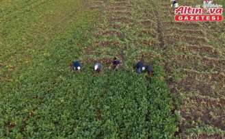 Samsun'un Alaçam ilçesinde “Bedeş turpu“nun hasadı sürüyor